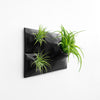 Small Modern wall planters with air plants plant wall.