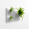 Light gray Modern wall planter plant wall with airplants.