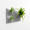 medium gray wall planter living wall with airplants