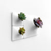 White indoor plant wall with succulents. 