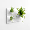 White sculptural plant wall with tillandsia air plants.