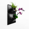 Black wall planter using orchid and air plants. 