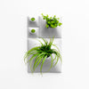 Small light gray modern green wall with moss and air plants. 