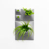 Indoor green wall using air plants and moss. 