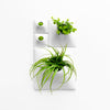 White green wall with air plants and small house plants. 